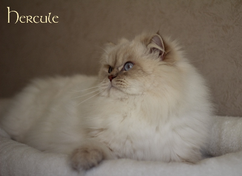 British Shorthair et Longhair - CH. Hercule De Léomile