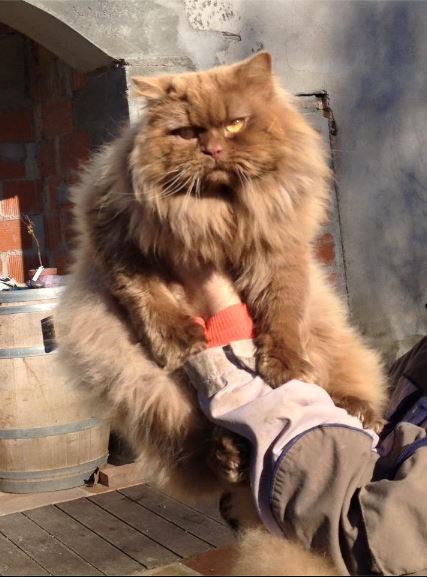British Shorthair et Longhair - Inoa du bois des calthas