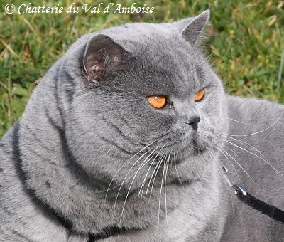 British Shorthair et Longhair - Carlo ponti empire of cat