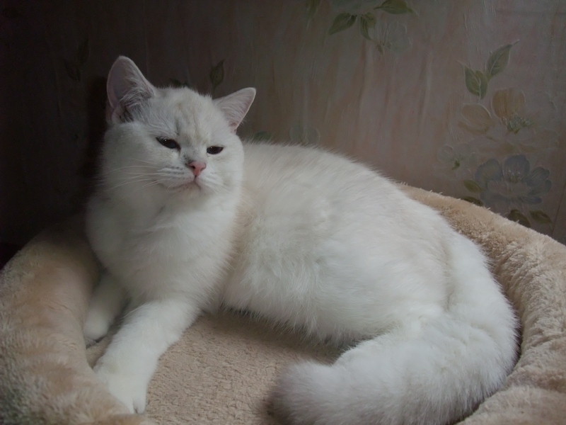 British Shorthair et Longhair - Masha La Bande A Gus