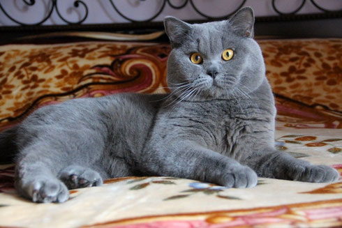 British Shorthair et Longhair - Unikum boy of empire cat