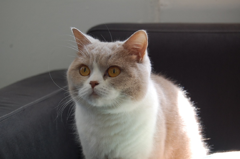 British Shorthair et Longhair - vox felis Jolie petite histoire