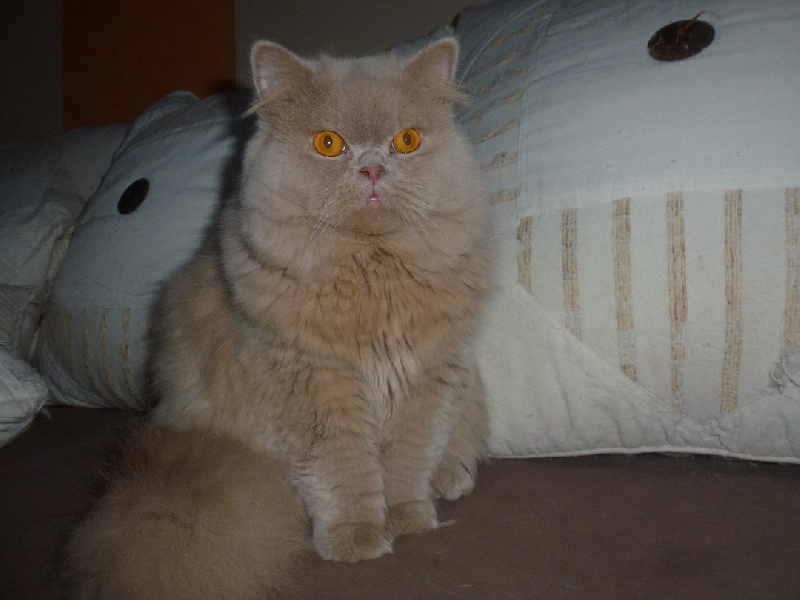 British Shorthair et Longhair - Quick step of kotoffski