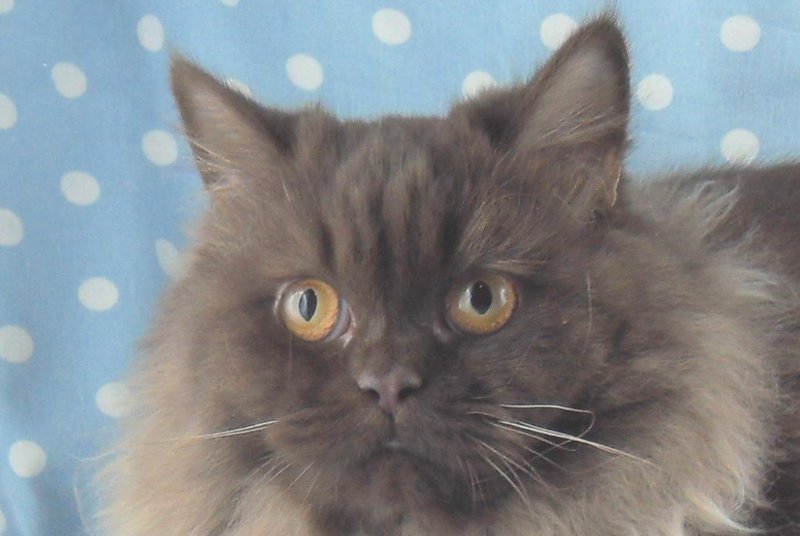 British Shorthair et Longhair - Janet des grands saules