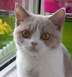 British Shorthair et Longhair - Uedem's dramcats ice fawn from sham