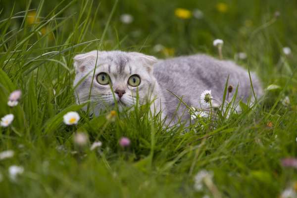 British Shorthair et Longhair - Irlande scottish du cedre enchante