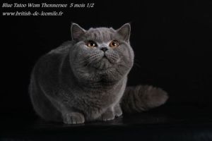 British Shorthair et Longhair - Blue tatoo vom thennersee