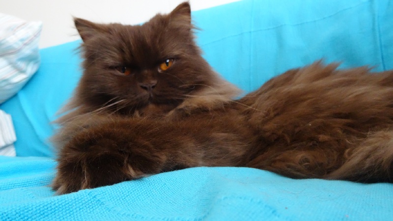 British Shorthair et Longhair - Heley de laf 79456