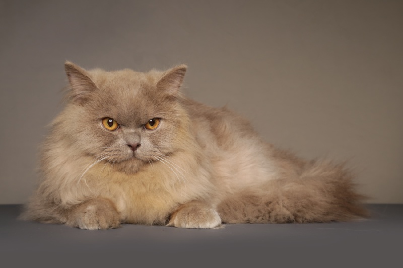 British Shorthair et Longhair - CH. Jesper Du Moulin Terrasse