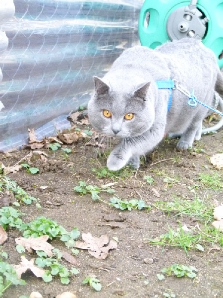 Chartreux - ch int.Icare des chevaliers bleus