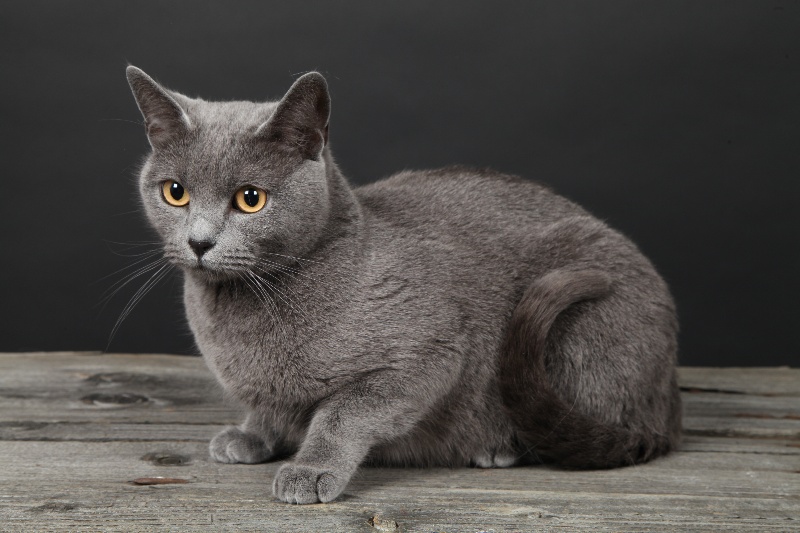 Chartreux - CH. Catwoman's Indira gandhi