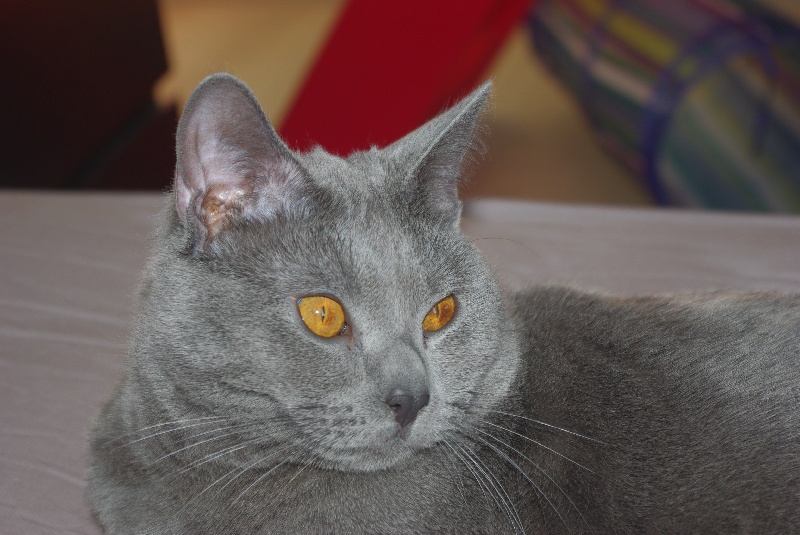 Chartreux - CH. Marvel des ludu glaz