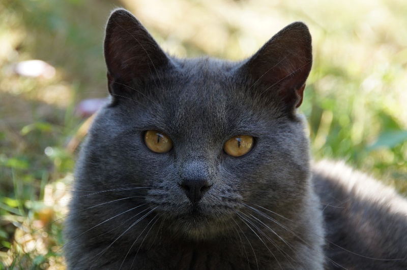 Chartreux - Idole blue du chat l heureux