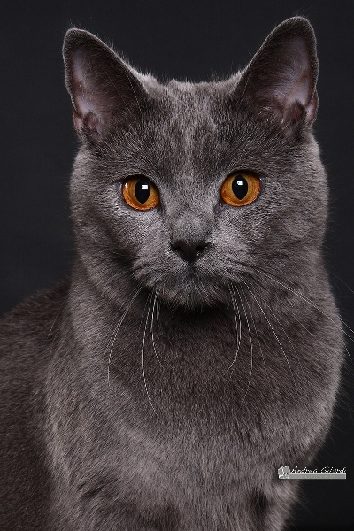 Chartreux - CH. Shaara Certosini di Giorgia