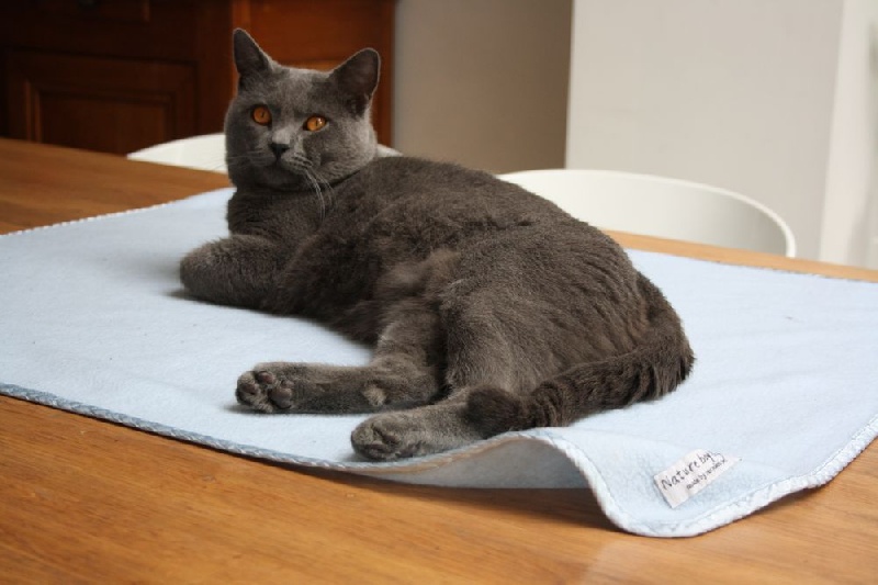 Chartreux - Jackson de Robinson Val 36