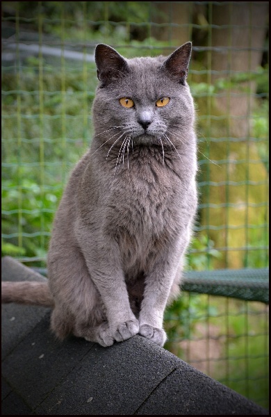 Garfield de l'etoile du soir