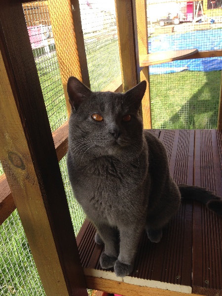 Chartreux - CH. Akira de montmelley