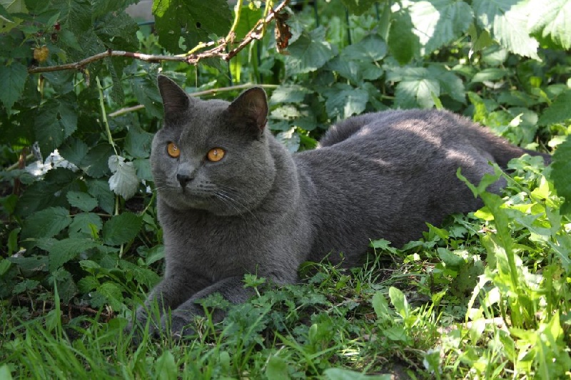 Chartreux - Mao du chat l heureux