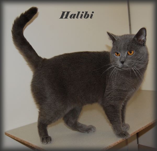 Chartreux - Halibi des ch'tis chartreux