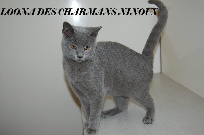 Chartreux - Loona Des Charmans Ninoux