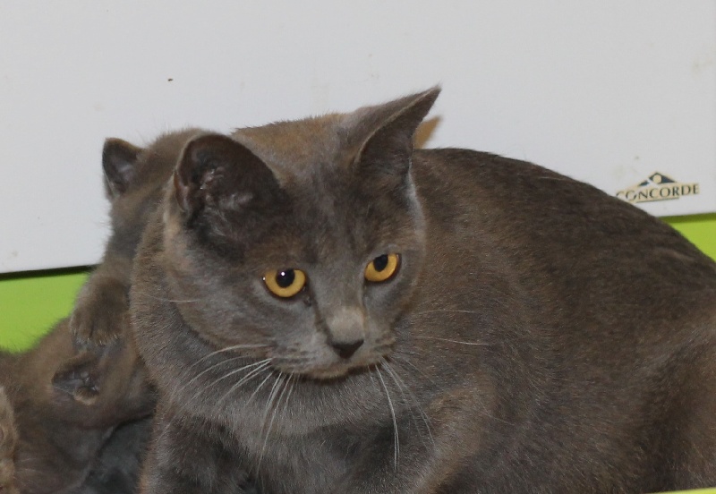 Chartreux - Indira de la qua fontdivina