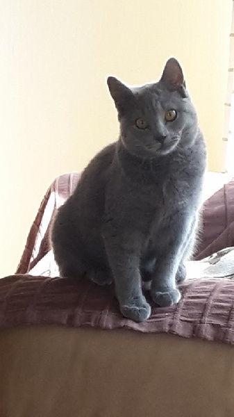 Chartreux - Jessie des bleus de Jade