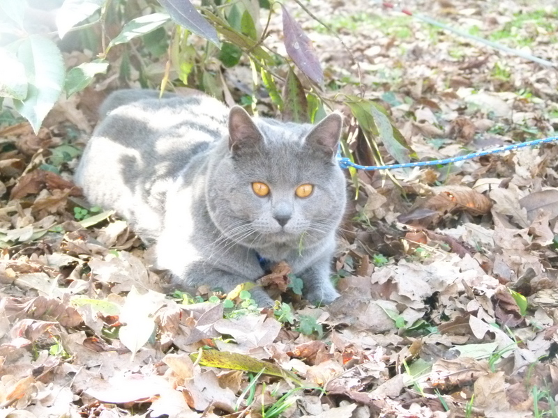 Chartreux - Louis du wulverdam