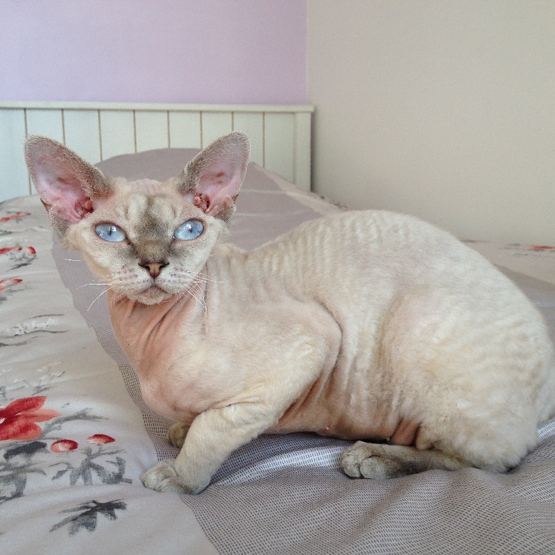 Devon Rex - CH. Celeste Iris