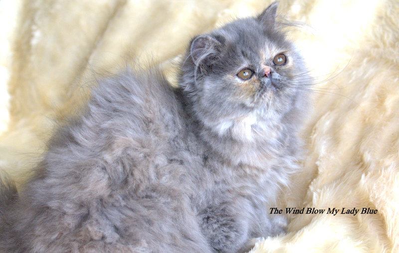 Exotic Shorthair - The Wind Blow My lady blue