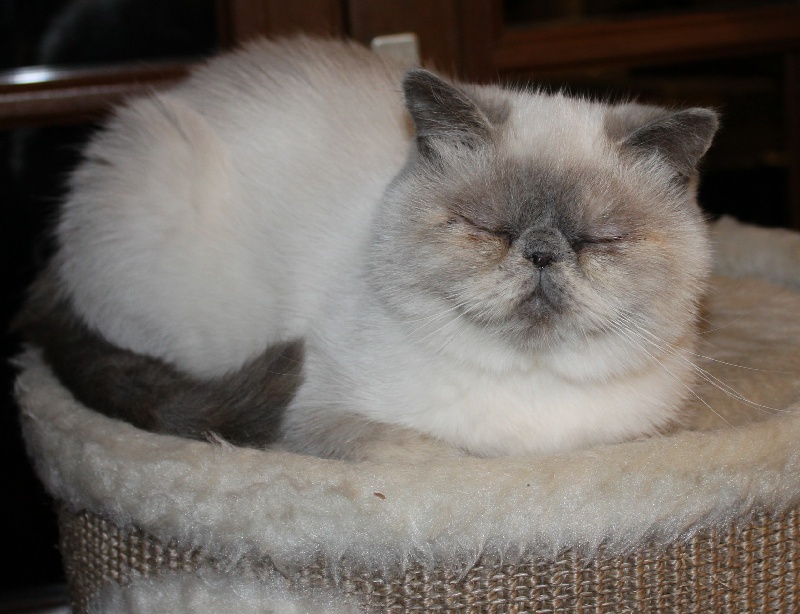 Exotic Shorthair - Jade arrakis