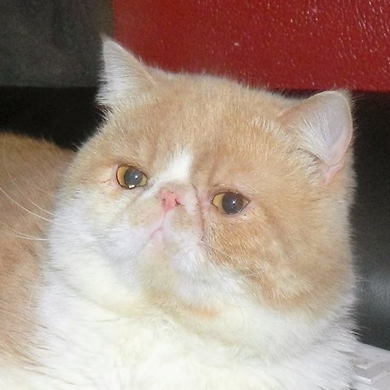 Exotic Shorthair - Mad Love's L bambino