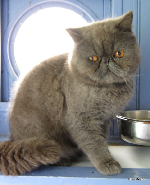 Exotic Shorthair - Larry exothelli