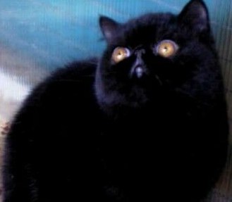Exotic Shorthair - argentovivo Blacky