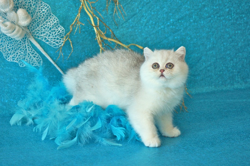 Exotic Shorthair - xarana's Athena