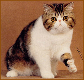 Exotic Shorthair - jovan Cheers of kuorii (gc-nw)