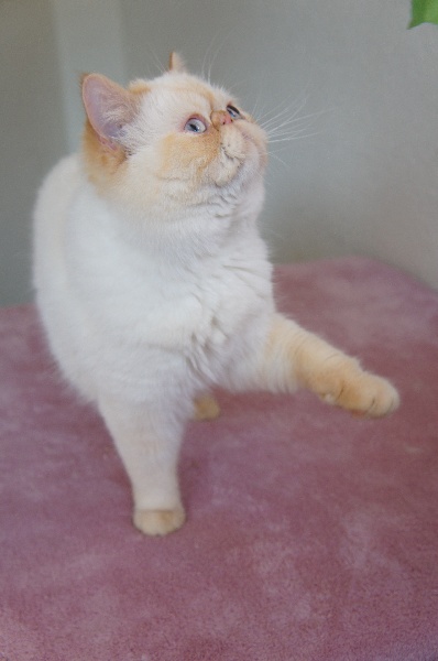 Exotic Shorthair - What A Superstar's Little darling