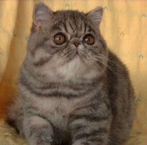 Exotic Shorthair - latin lover Papa schulss (dm)