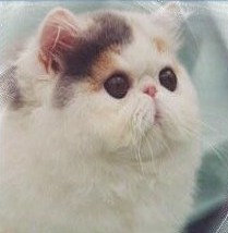 Exotic Shorthair - divination Just pretty
