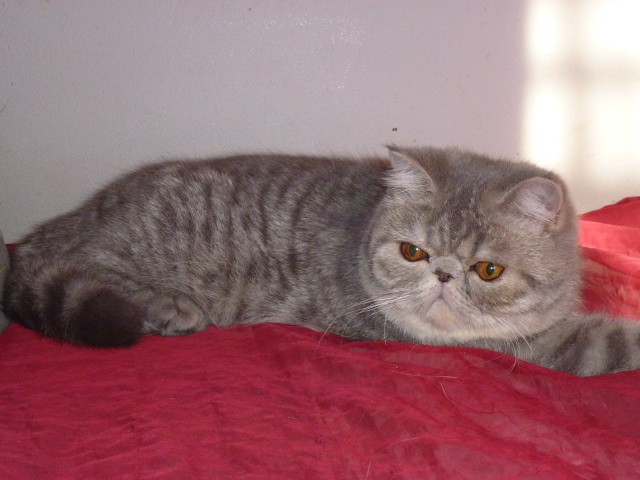 Exotic Shorthair - Isatys Du Royaume D'olympe