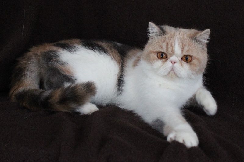Exotic Shorthair - Luna rosa beryl Du Palais D'Isis