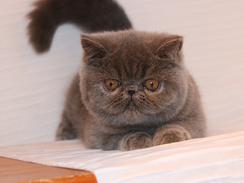 Exotic Shorthair - Muesli Du Clos De Bastet