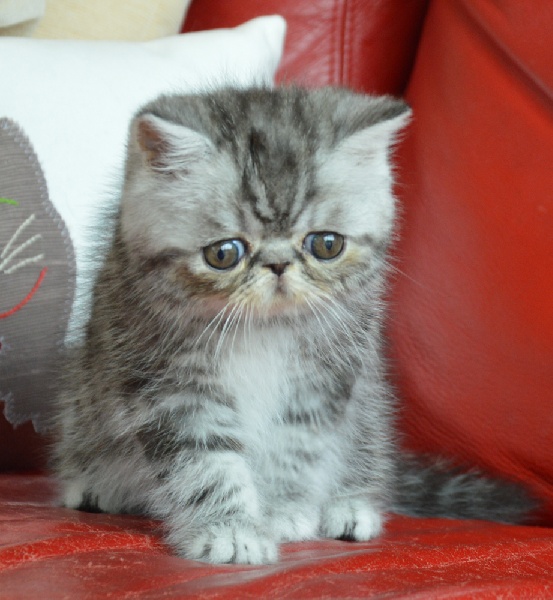 Exotic Shorthair - CH. Mitsuo du Pairi Daeza