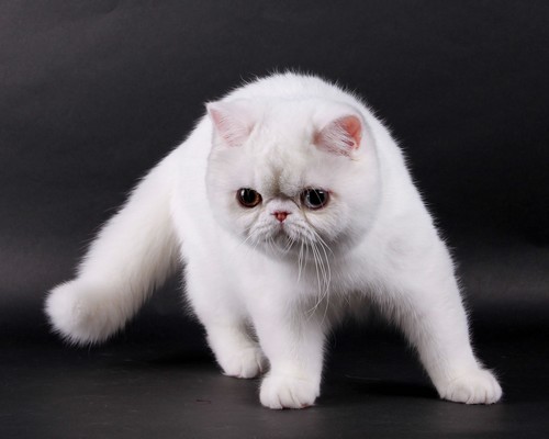 Exotic Shorthair - Indo'chine Cocktail D'orient