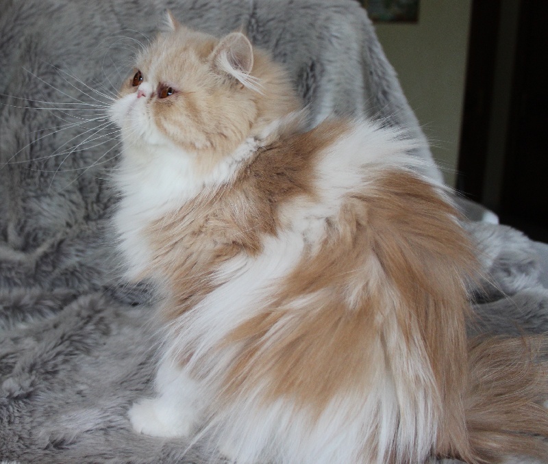 Exotic Shorthair - Isis Des Gentianes Combloranes