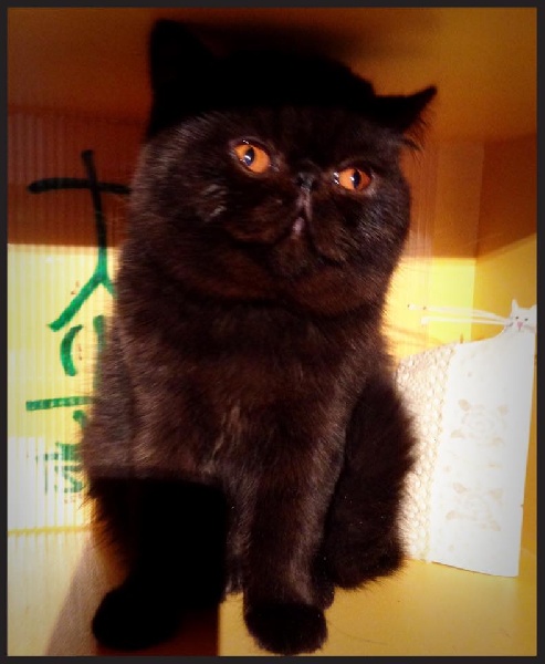 Exotic Shorthair - flandrin's Love § joy piana