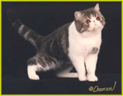 Exotic Shorthair - CH. Light air bruce willis of prestega Sans Affixe