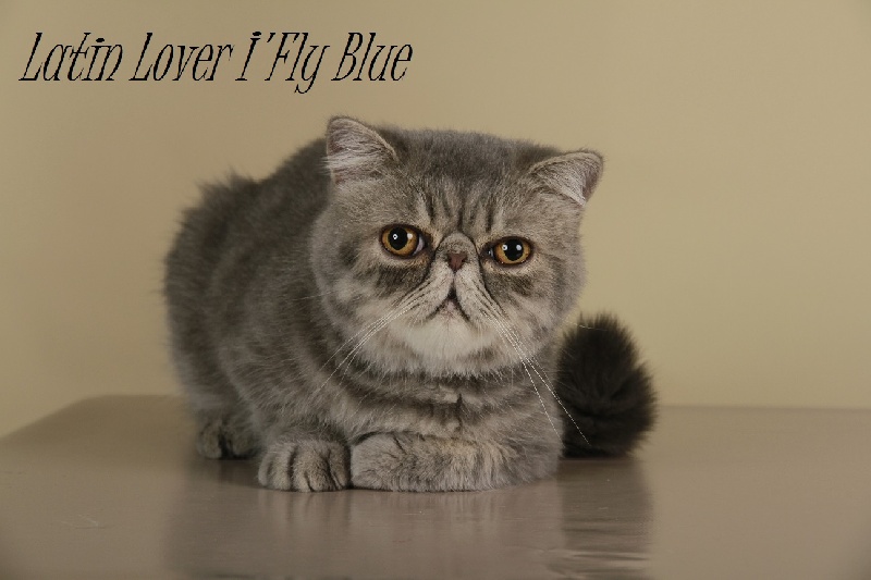 Exotic Shorthair - CH. latin lover I'fly blue