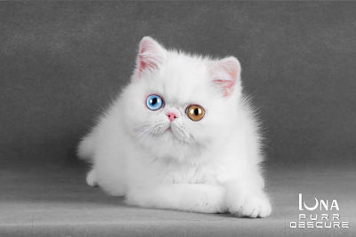 Les Exotic Shorthair de l'affixe Purr Obscure