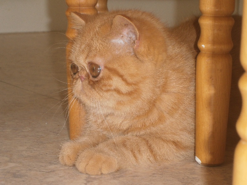 Exotic Shorthair - Nengona's Molene