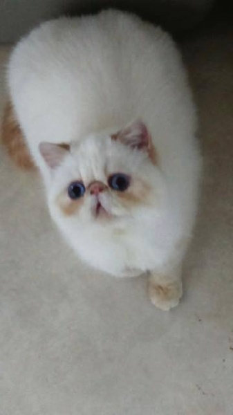 Exotic Shorthair - CH. Mad Love's Mea culpa